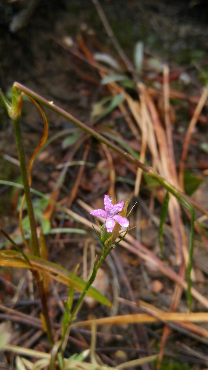 dailyplantfacts:  Dianthus armaria is in the family Caryophyllaceae. Commonly known