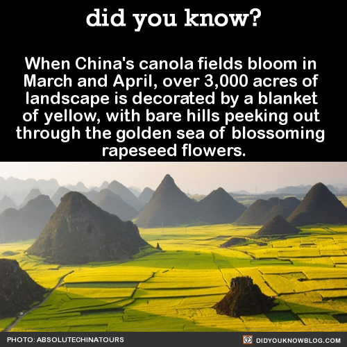 did-you-know:  When China’s canola fields bloom in March and April, over 3,000