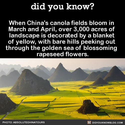 did-you-know:  When China’s canola fields adult photos