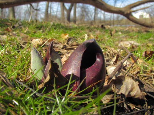 Walked down to Black Rock Woods today looking for skunk cabbage and was not disappointed.
