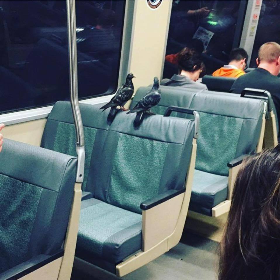 HK-DMblr