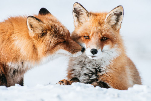 boredpanda:Russian Miner Spends His Breaks Photographing Foxes In The Arctic Circle