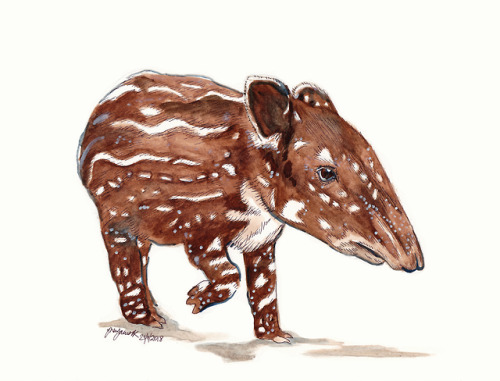 Baird’s tapir - a baby one!watercolour, pen and pencil