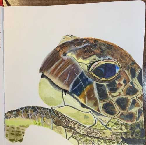 Not too terrible for a first attempt. Watercolour and coloured pencils#turtle #watercolourturtle #wa