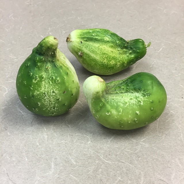 My crazy cucumbers. #urbangarden #Chicago