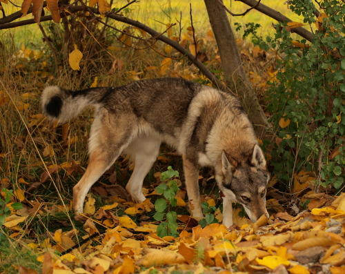 the-little-wolfdog:  Hello, autumn  adult photos