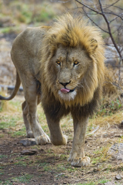 llbwwb:  A nice male lion walking (by Tambako