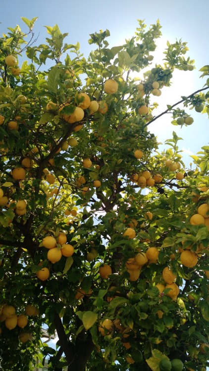 bigyoshienergy:startwerk17:My neighbor’s lemon tree looked so pretty today✨