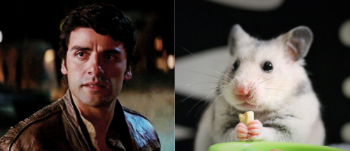 Poe Is A Literal Hamster *help*