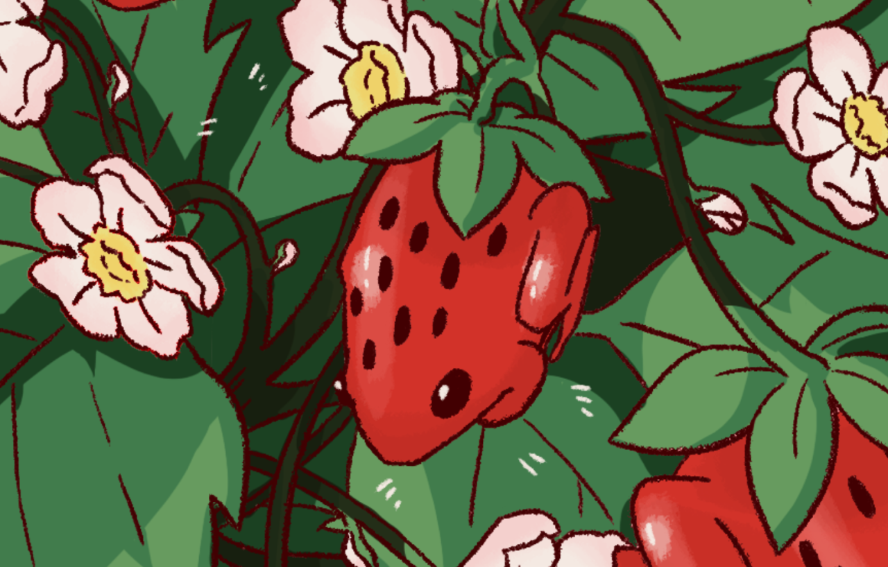 Strawberry Frog Art Board Print for Sale by ChiseLovesong  Redbubble