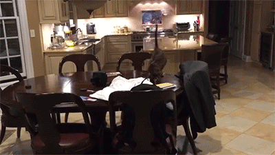 blktauna:  sizvideos:  Sometimes cats can be jerks! - Full video   Whats this “sometimes”?