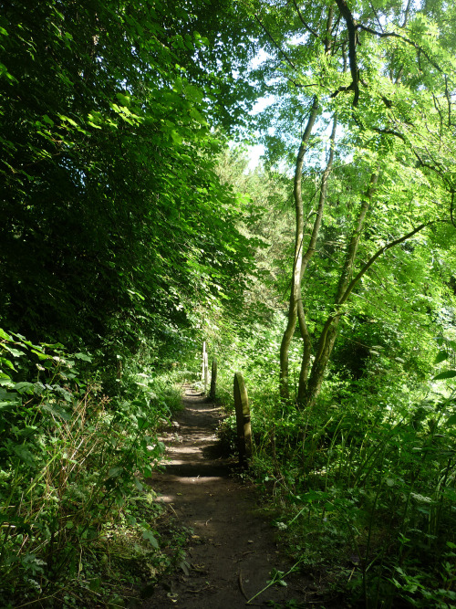 out for a stroll in Llandaff