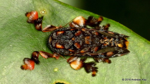 onenicebugperday:Monkey Slug Caterpillar and Adult Moth, Phobetron hipparchia, EcuadorPhotos by Andr