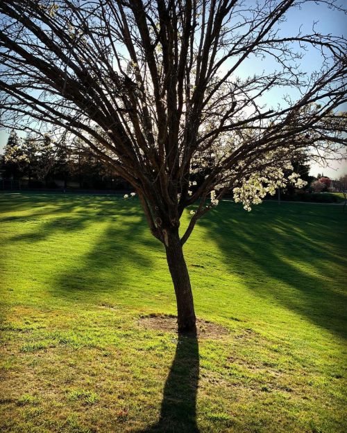 Shadows and tall trees.   U2 Boy  1980  https://www.instagram.com/p/CMJacH0LSni/?igshid=1orvd4te4eu9r