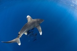 powrd-by-plants:  Killing sharks for their