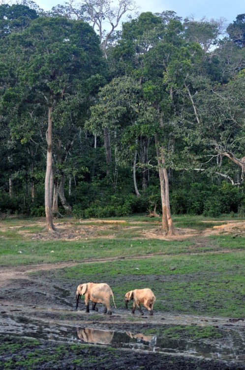 Perhaps as few as eighty thousand forest elephants remain in the Central African Republic. The story