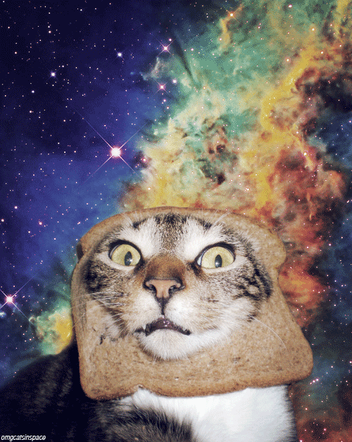 omg cats in space!!!