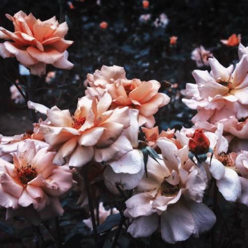 floralls:by Mai Yanagisawa