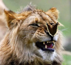 awwww-cute:  This picture of a butterfly landing on a lion was taken by photographer Kerry Snider (Source: http://ift.tt/1PlcApF)