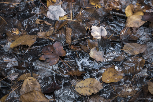 Fall Floaters in a New York Forest, (Beech, Maple and Oak): © riverwindphotography, October 201