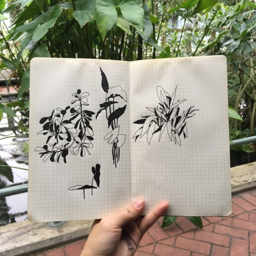 Drawings from the Brooklyn Botanic Garden ~