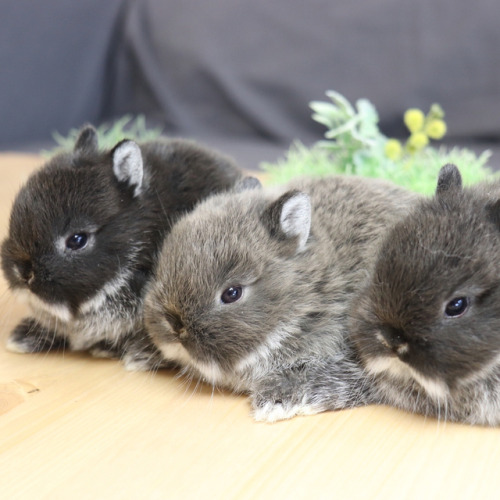 adorable-bunnies - ❤️All good buns