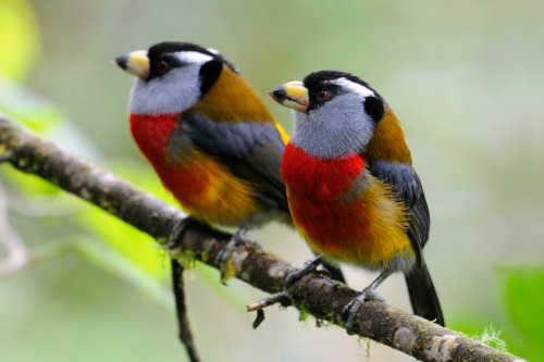 biology-online:
“Toucan Barbets practice cooperative breeding, meaning that the dominant pair will reproduce and several helpers will aid them in incubating the eggs, feeding the chicks and protecting the brood from predators. / via
”