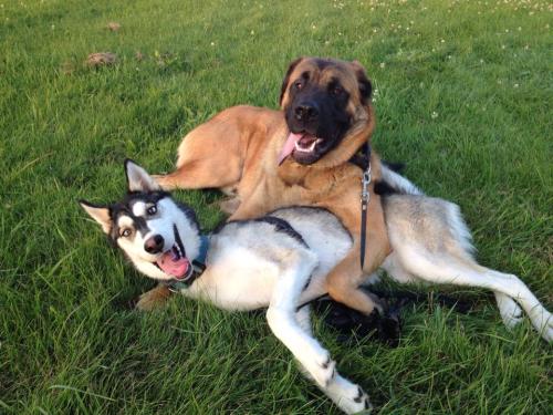 cute-overload:Best friends, Hatchi (Anatolian Shepherd) and Lulu (Husky)http://cute-overload.tumblr.