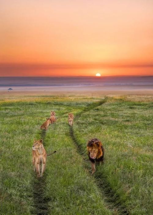 renamonkalou:  Family Parade | John Fan 