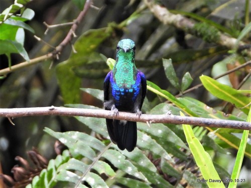 fullfrontalbirds: Crowned Woodnymph (Thalurania colombica) © Peter Davey