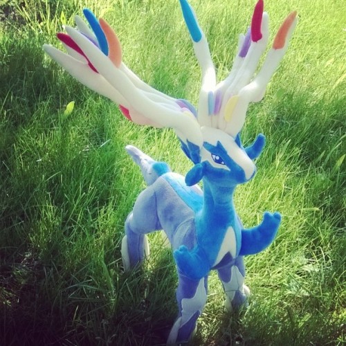 A wild xerneas !!! #Pokémon #plush #wild #pokemoncenter