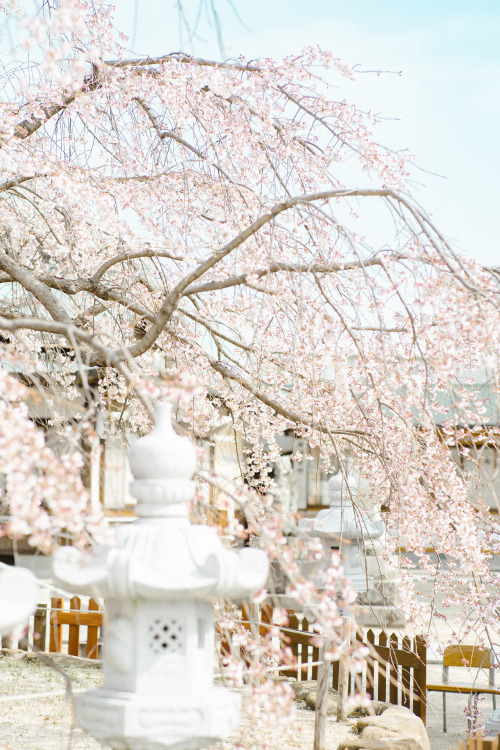 観音神社のしだれ桜