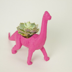 thelosersshoppingguide:Dinosaur Planters
