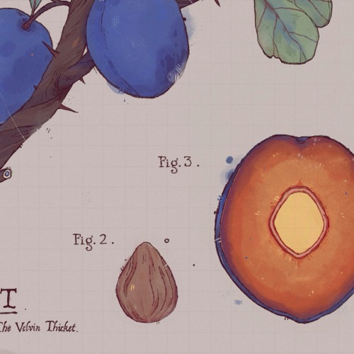 the Dyolet fruit, medicinal and healing, and a delicacy within the Empire, found only in the Velvin 