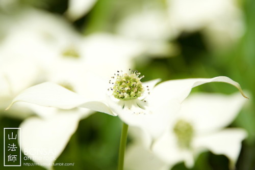 mt-satsuki - 山法師（ヤマボウシ）Kousa dogwood (Japanese...