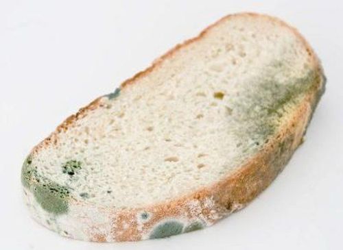 Uh Oh!!!! He's On My Bread :(