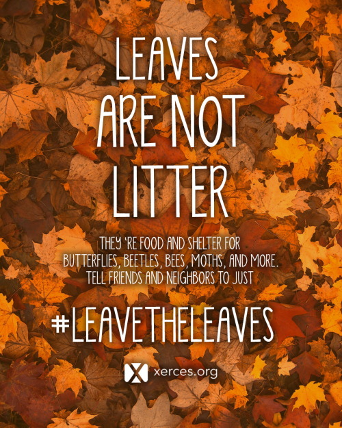 onenicebugperday:A great campaign from the Xerces Society to remind us not to clean up our yards too