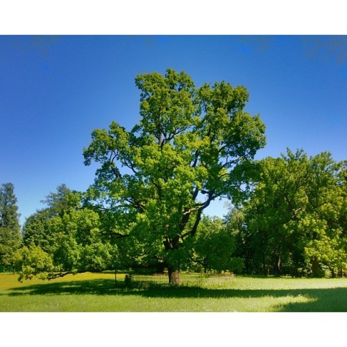 #Oaks today 🌳🌱🌿 #Gatchina, #Russia #travel 🌍 #nature #beautiful #majestic #trees   #tree #oak #perfectday #perfect #green #beauty #walk #colors #colours #красота #дерево #деревья #дуб #дубы #гатчина #Россия