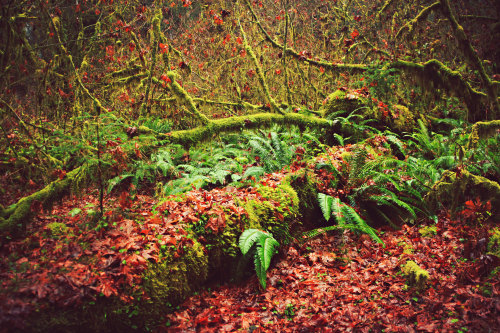 highenoughtoseethesea: Autumn in the Hoh Rainforest