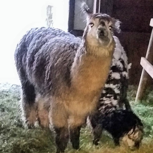 Cody and Zoltan #2UFarm #alpaca #farming #rescues(at Clatskanie, Oregon)www.instagram.com/p/