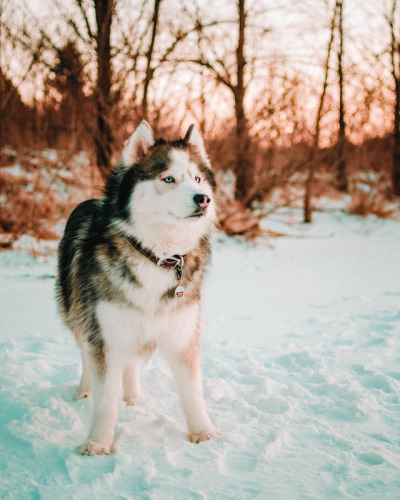 My huskies loves the winter ❄️❤️