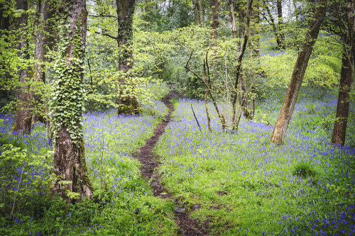 wanderthewood: Bluebell woods by Tamzinsketchbook