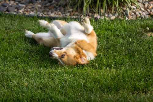 thefrogman:  otisthecorgi:  Otis thoroughly enjoying this patch of lawn.  If you love goofy dogs and you aren’t following Otis’s tumblr, you’re missing out.