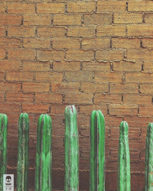 • Cactus • . . . #photography #photooftheday #photographer #digitalphotography #digitalphoto #detail