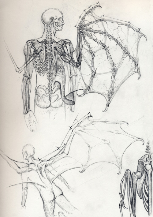 fer1972: Vampire Anatomy by Daniel Govar (Artist on tumblr)  