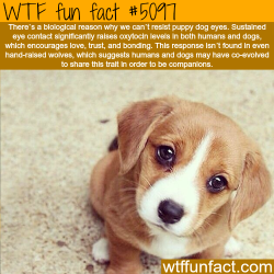 wtf-fun-factss:  Why we can’t resist puppy dog eyes - WTF fun facts