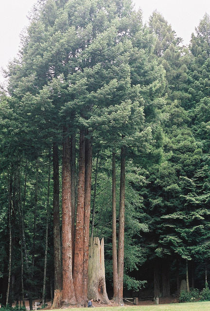 brutalgeneration:  Tumblr on We Heart It. http://weheartit.com/entry/61874345 