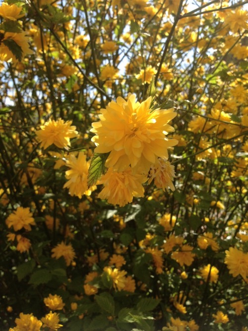 verlangend: if you love yellow, you probably love my backyard