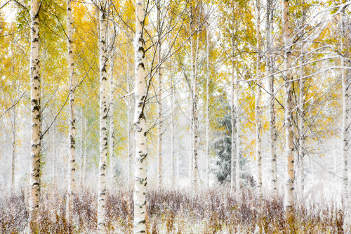 tiinatormanenphotography:Year ago today. Last year was very early first snow. It was extraordinary e