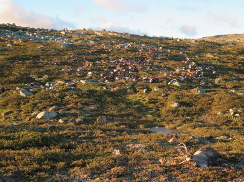 The lightning storm killed 323 reindeer on the Hardangervidda plateau in central Norway. The governm